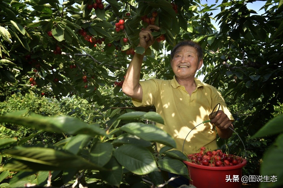 山海关:一沟大樱桃换来半坡别墅