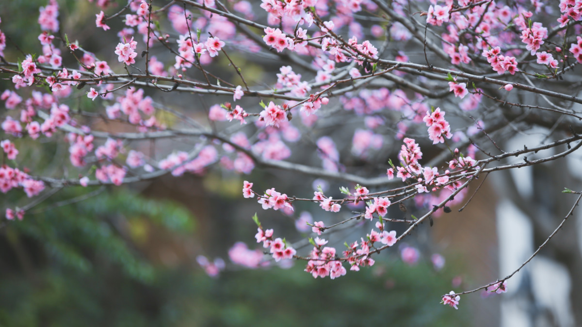 宅家美文100篇,宅家日记岁月静好