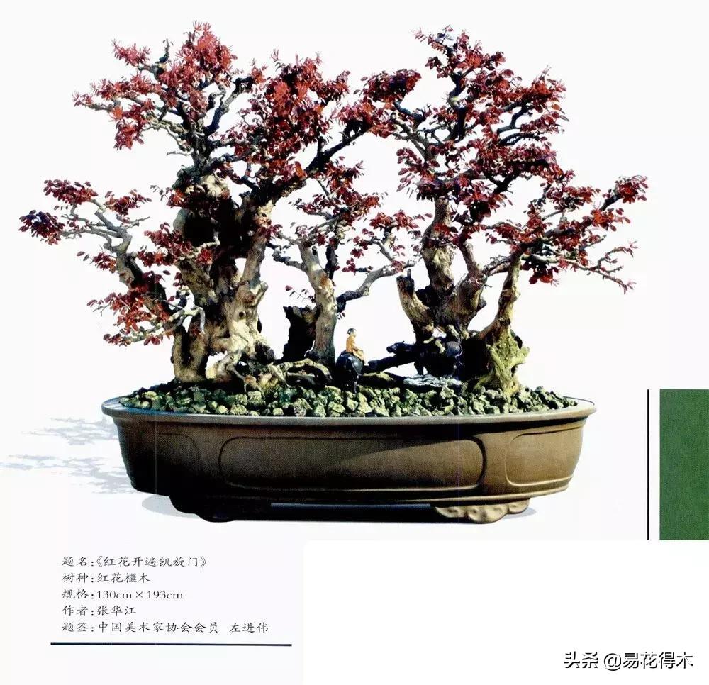 椤剁骇鐧借姳妾垫湪鐩嗘櫙,鐧借姳妾垫湪鐩嗘櫙鏋湪閫㈡槬