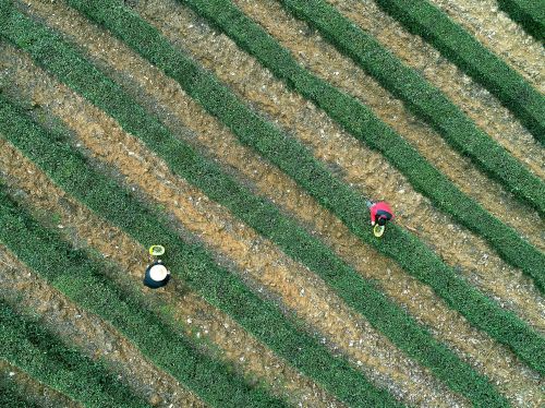 恩施硒茶宣传,恩施硒茶的发展优势有哪些