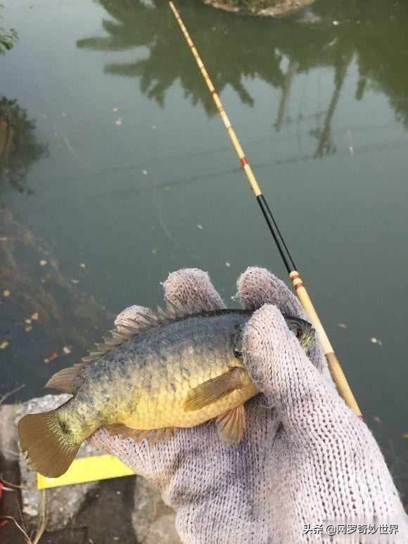 蛇皮鱼泛滥成灾,赣州野生蛇皮鱼