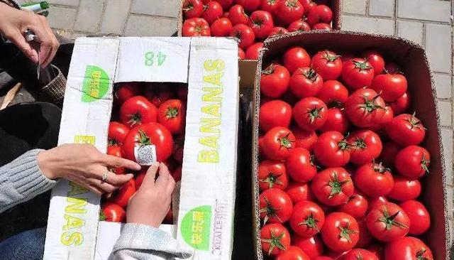 磷酸二氢钾如何使用效果最好,怎样的磷酸二氢钾才是真的