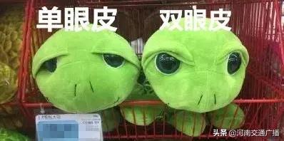 有人竟花1万给猫拉了双眼皮！网友炸锅：考虑过猫的感受吗？