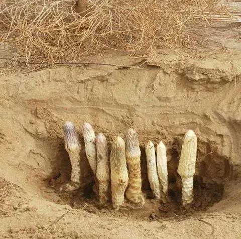 荒芜之地有裂隙么,荒芜之地好玩吗