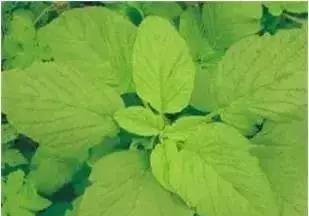 玉米苗前封闭除草剂哪种最好,麦茬玉米打封闭药管用吗