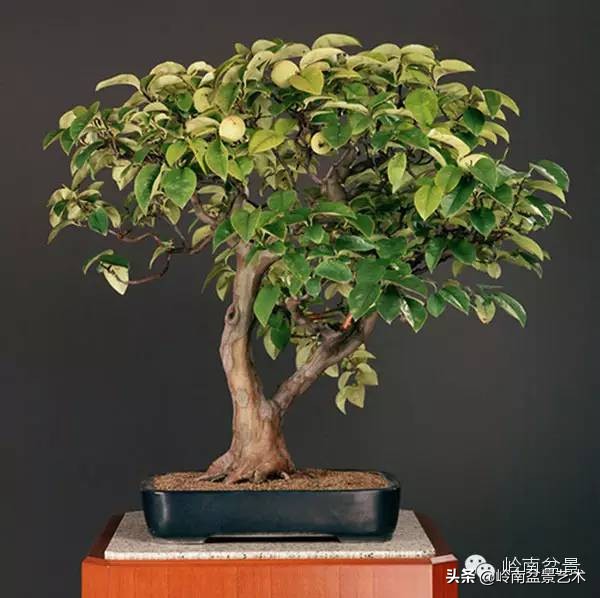 庭院树石盆景 (日式石头盆景布局)