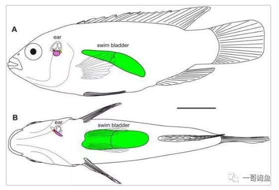 鱼胶价格为何相差特别大,不同价格的鱼胶有什么区别