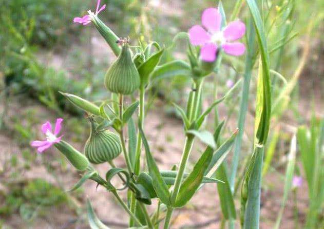 农村的野花野草哪几种可以吃,常见的野花野草却是农家之宝