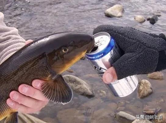 钓鱼什么酒米最好用,酒米钓鲫鱼好用吗