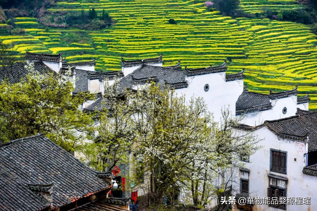 婺源这片仙境般的油菜花田已上线！超级美腻！赶紧约起来