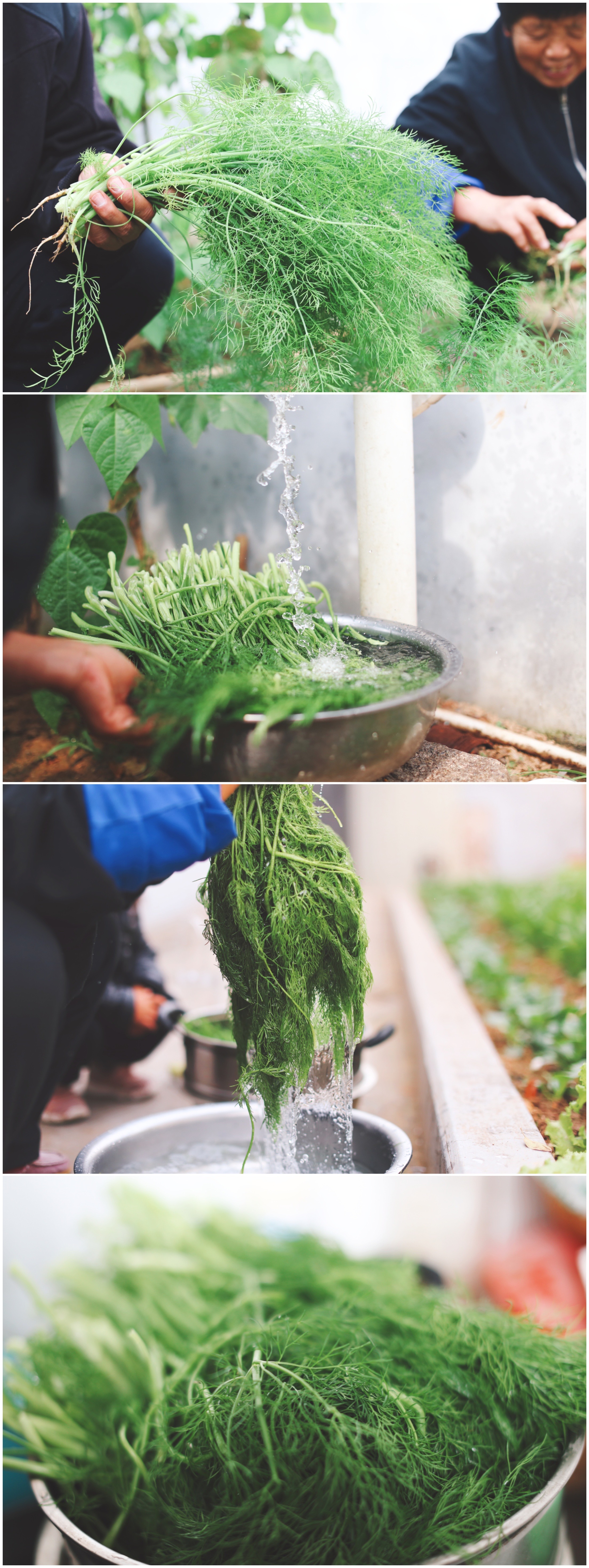 茴香馅水饺正宗做法,茴香猪肉生水饺