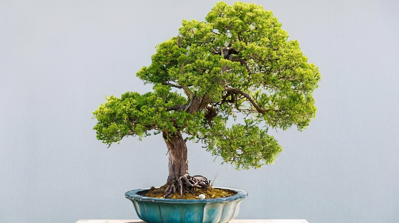 沙子可以代替火山岩养花,君子兰用火山岩好还是粗河沙好