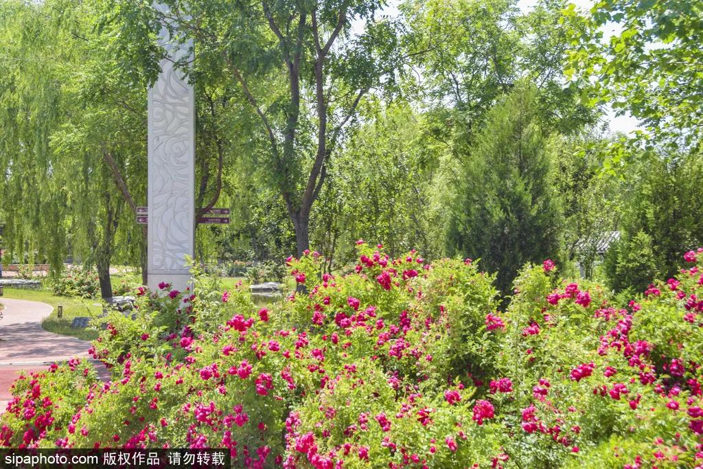 全球最美十大花海美到令人心醉,全球最漂亮花海