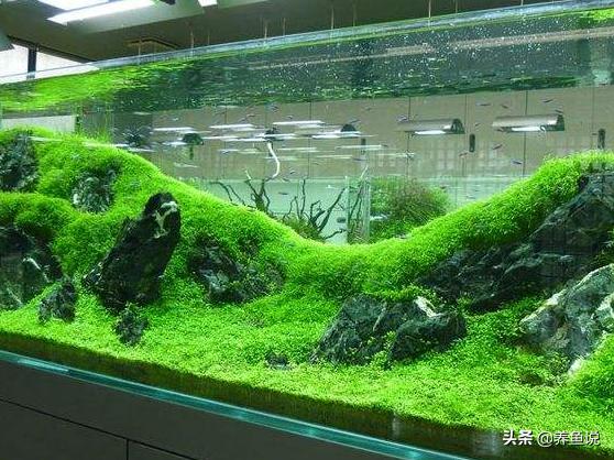 鱼缸加硝化细菌几天水能清,给鱼缸加盐对硝化细菌的影响