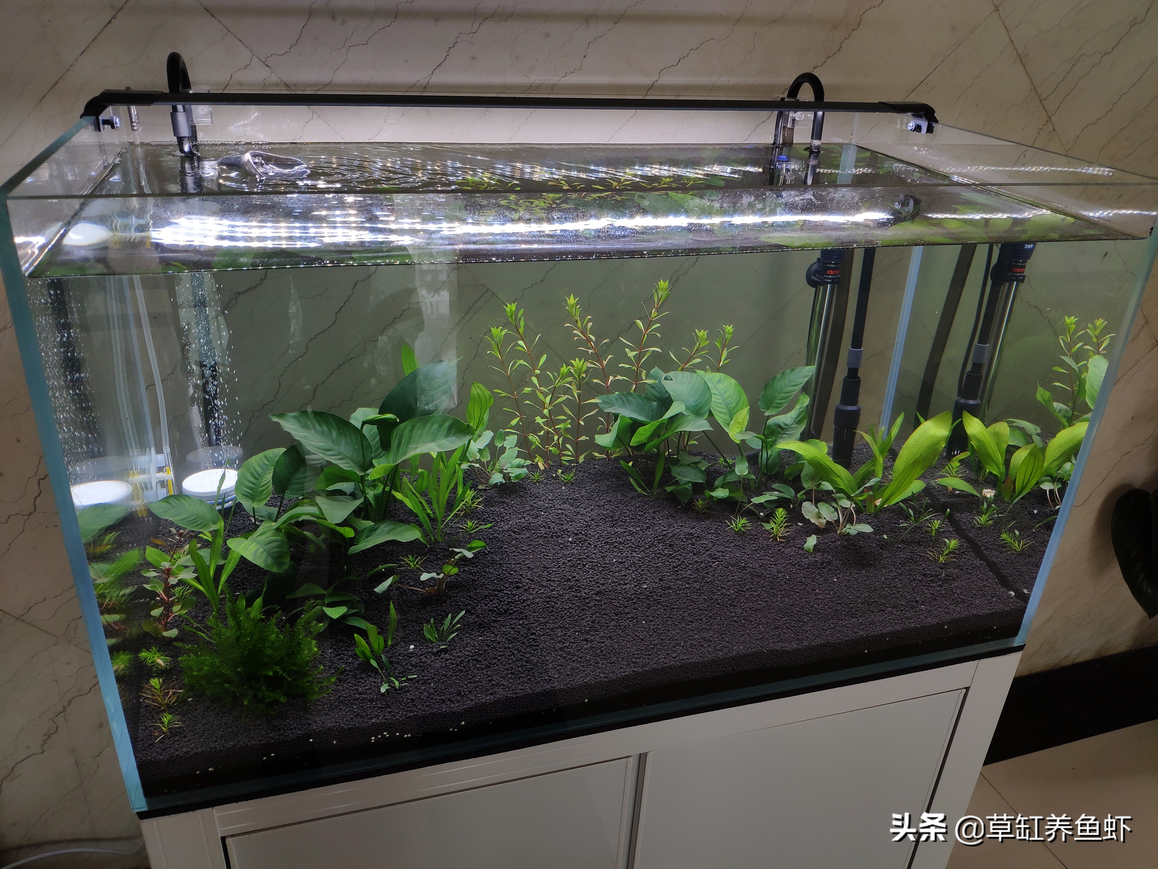 战“疫”在外，人不在家31天，我家里的鱼现在怎么样了？