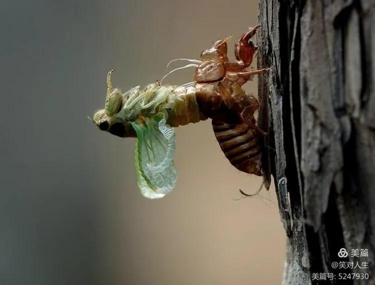 金蝉什么时间退壳,金蝉怎么延迟脱壳