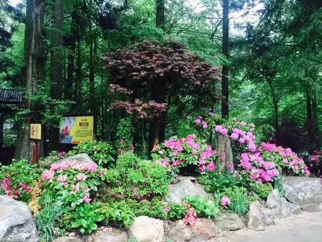 四月芳菲尽黄山杜鹃始盛开,人间四月芳菲尽高山杜鹃始盛开图