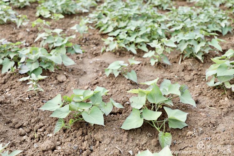洛阳山寨水泥厂,洛阳山寨版龙门