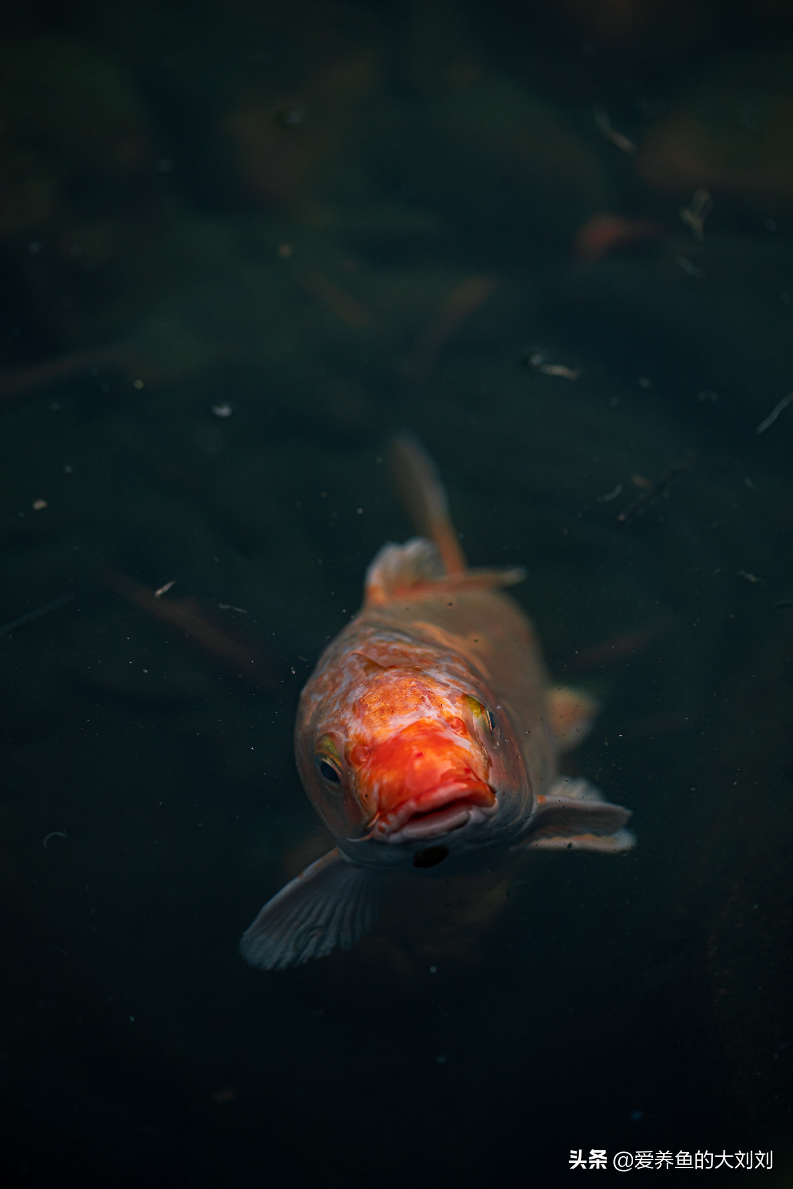锦鲤各个季节喂食时间表,锦鲤什么季节喂鱼食最好养