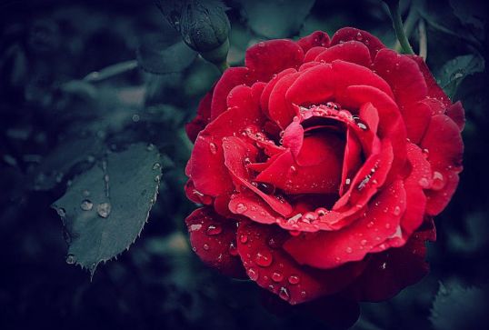 简单易上手的作图软件,小白也能轻松上手的作图神器