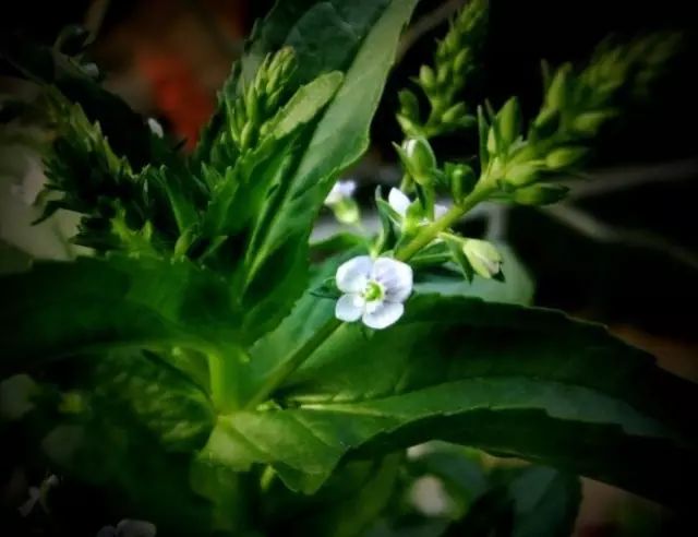 农村常见野花野草,这些野菜农村随处见