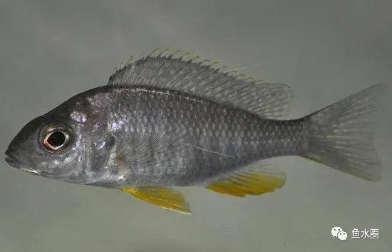 三湖慈鲷马鲷孔雀珍珠系能长多大,三湖慈鲷之孔雀