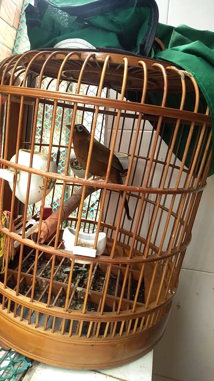 画眉鸟落性如何恢复,画眉鸟落性了要怎么办