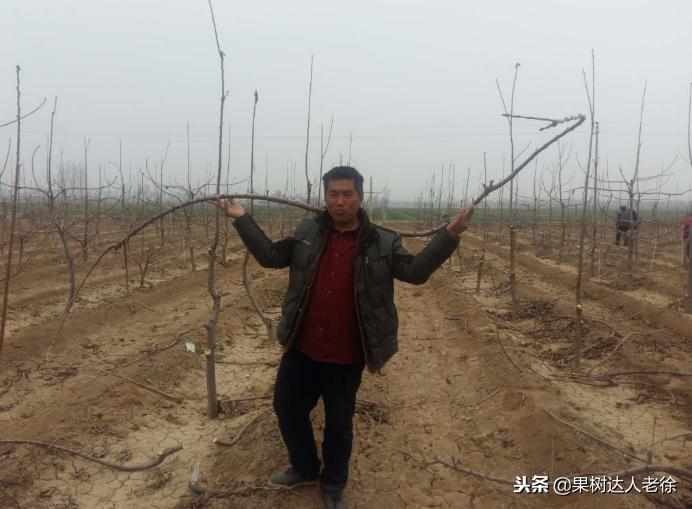 樱桃树如何正确种植,樱桃好吃树难栽真的就这么难么