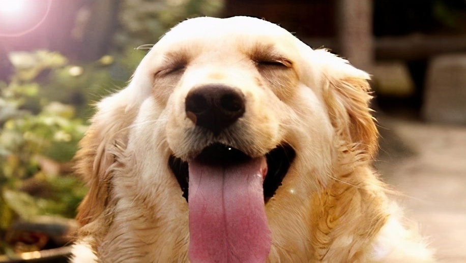 金毛狗狗舌头发白是怎么回事,金毛狗狗嘴巴正常什么颜色