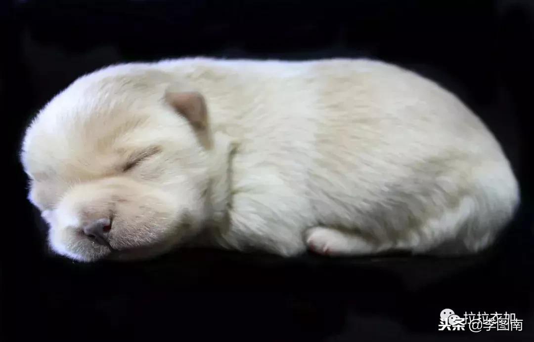 不小心踩到狗狗的身体怎么办,不小心踩伤狗狗后该怎么和它道歉