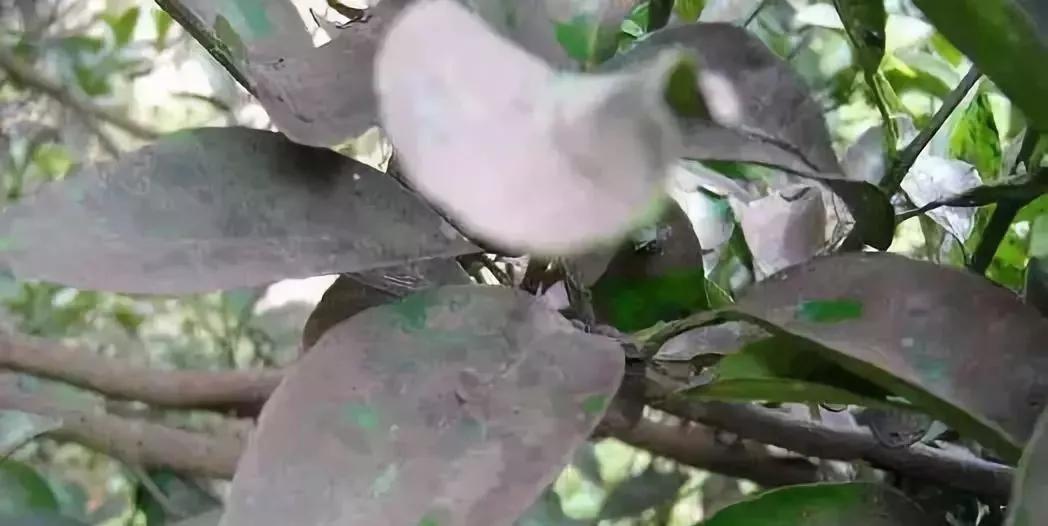 搴撳瓨鐭跨墿娌瑰鑽晥鏈夊奖鍝嶅悧,鐭跨墿娌硅嵂鏁堟彁鍗囩櫨鍒嗕箣澶氬皯