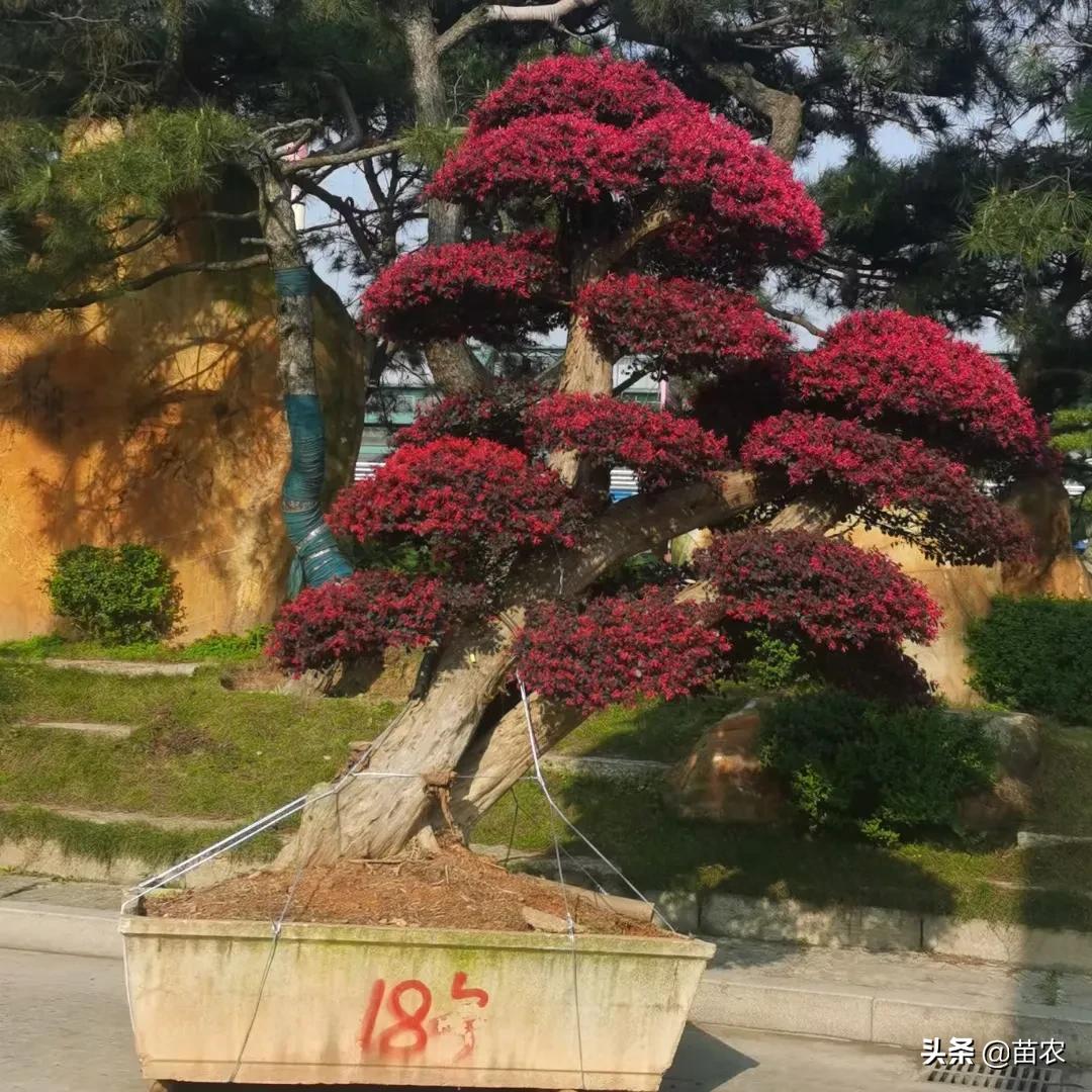 红花檵木小老桩批发,精品红花檵木老桩盆景