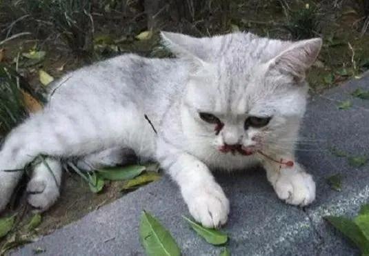 我的猫掉下楼死了怎么办,我的猫跳楼死了