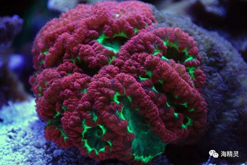 为什么容易爆藻,为什么有的人对鱼那么痴迷