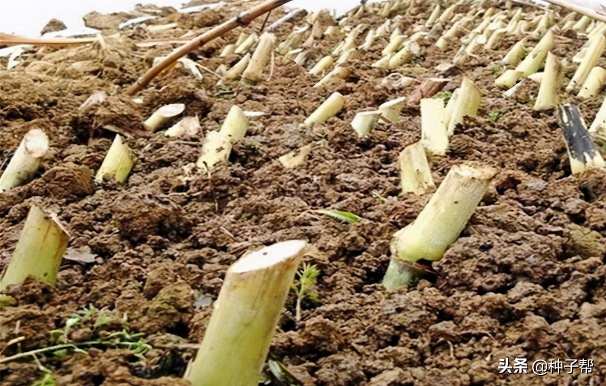 高产牧草养殖技术视频,牧草茎节栽培技术