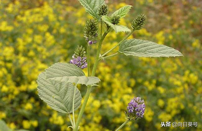 中药破故纸的禁忌,破故纸泡水能治什么病