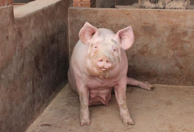 想养殖创业的好方法,猪场如何效益最大化