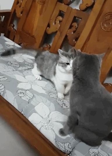 英国短蓝猫好养吗,千万别养蓝猫