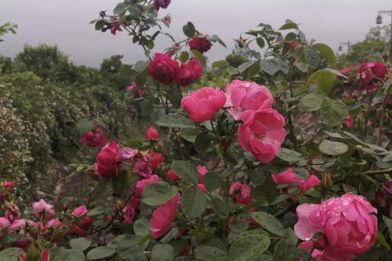 面对讨厌的人如何心理变强大,遇到讨厌的人又不得不面对