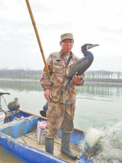鸬鹚渔民捕鱼视频,视频鱼鹰捕鱼全过程