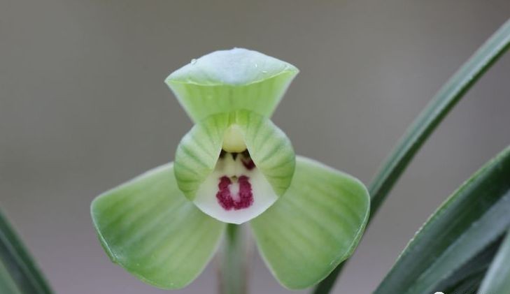 每日一品～中国兰花～春兰茗品～美芬荷