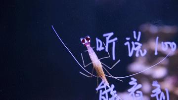 色彩斑斓的海底珊瑚,五彩缤纷的海洋生物视频