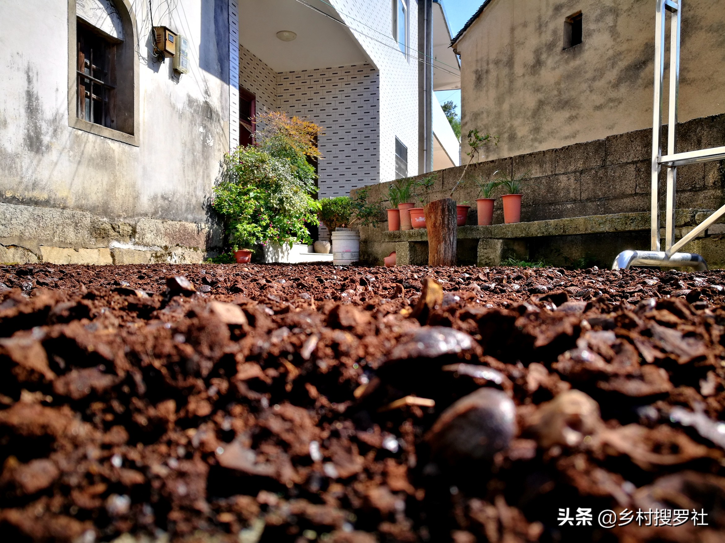 兰花可用花生壳核桃壳做植料吗,山核桃薄壳养兰花