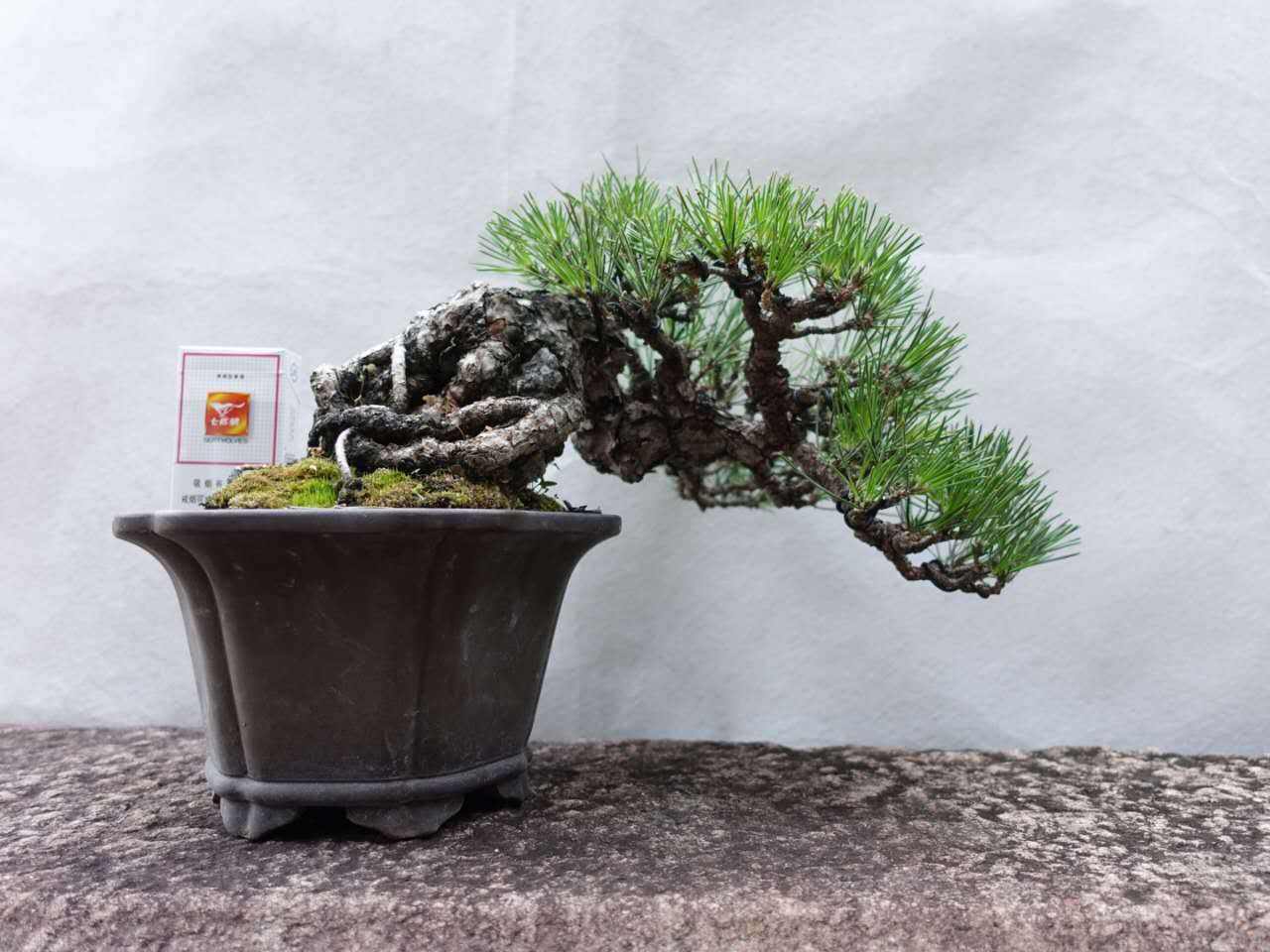 松针短小成簇,松针盆景植物