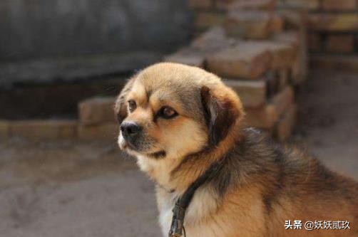 狗智商排名1至100金毛寻回犬,短毛小型犬最聪明的狗狗排行榜