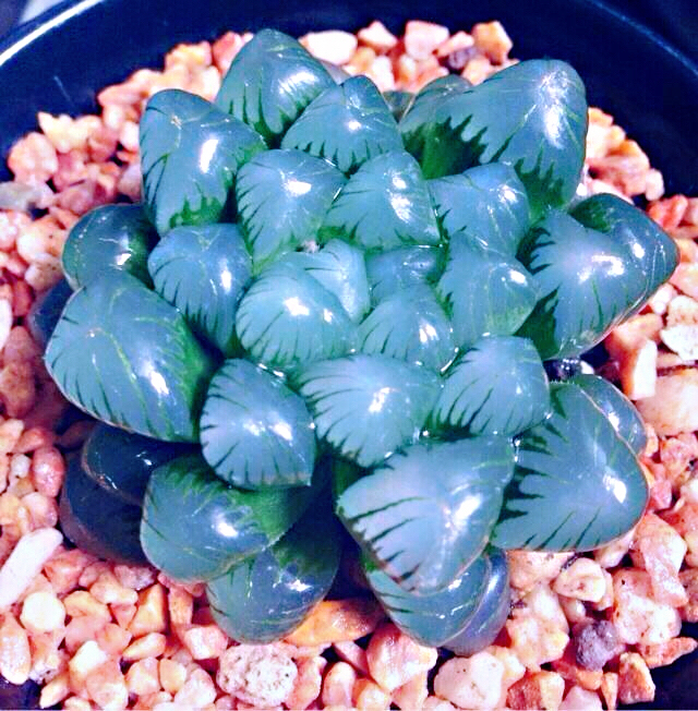 冰灯玉露防辐射彩色多肉植物,超大母本冰灯玉露多肉植物