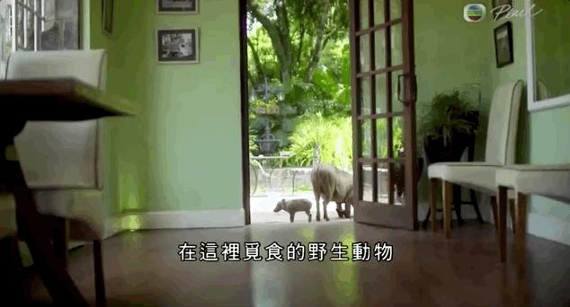 吃长颈鹿治艾滋病?为保护谣言下的生命他们建了家世界唯一的酒店