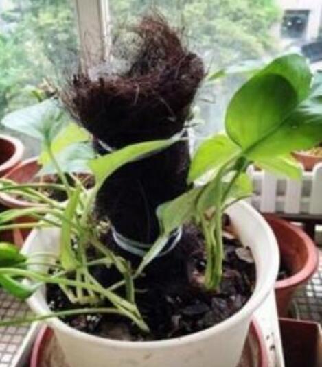 用水瓶培育绿萝,怎样用塑料瓶养吊起来的绿萝