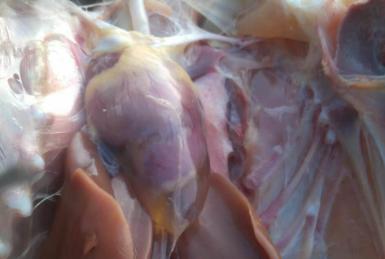 鸡少量心包积液就是安卡拉吗,鸡有心包积液是什么原因