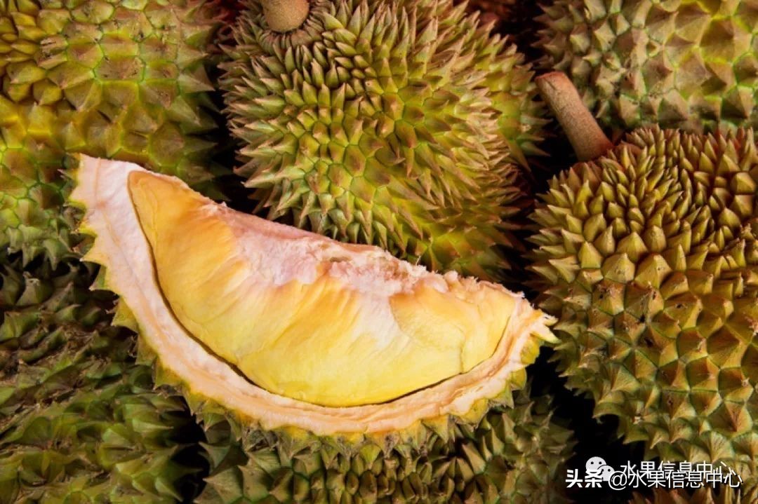 泰国最好的榴莲是什么榴莲,泰国榴莲与越南榴莲